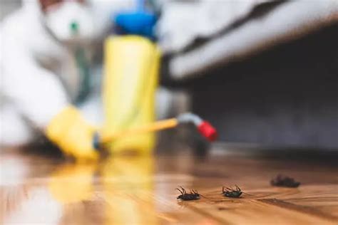 Cockroach Exterminators | Roach Removal | Richmond Virginia