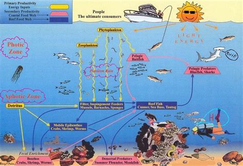 The Food Web - Ecology of the Caribbean Sea