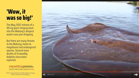 The Giant Stingray: A Reminder of the Mekong’s Bounty — and the Risks ...