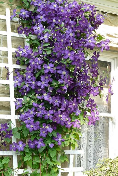 Window dressing - by Njchow82 | Clematis, Dream garden, Garden vines