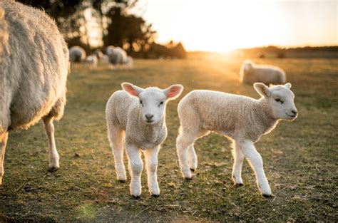 From Lambs to Ewes - 8 Fascinating Baby Sheep Facts & More! - Animal Corner