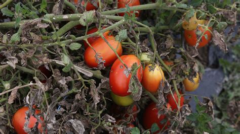 Tomato blight: treatments the gardening experts swear by | Country