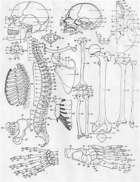 Printable Human Anatomy Coloring Pages - Printable Word Searches