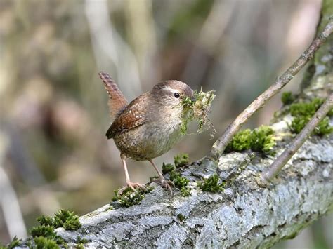 Wren Nesting In The UK: A Complete Guide | Birdfact