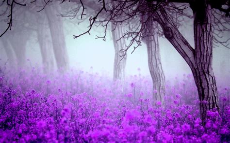 Download Purple Flower Tree Flower Fog Nature Scenic HD Wallpaper