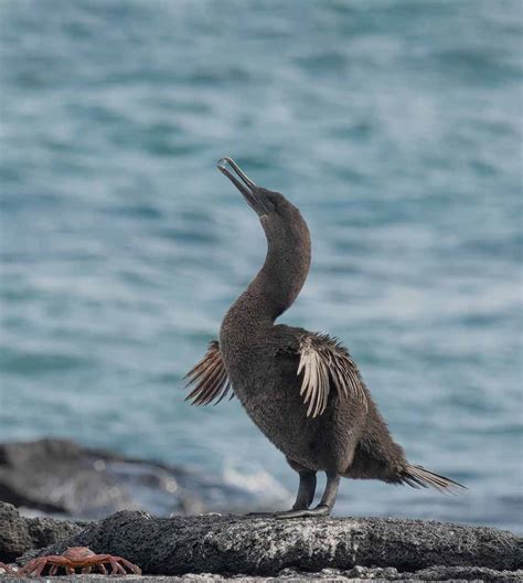 Galapagos Flightless Cormorants 11 Unsual Facts | Latin Roots Travel