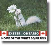 White Squirrel Wars