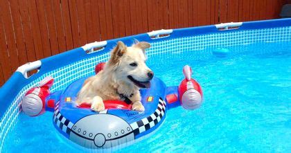 These Dogs On Floaties Are Everything You'll Need This Weekend! | Playbuzz