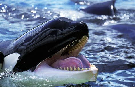 Are Killer Whales Sharks, Dolphins, or Whales?