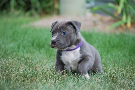 Blue Nose Pitbull Breed Guide, Facts, Training Price Marvelous Dogs ...