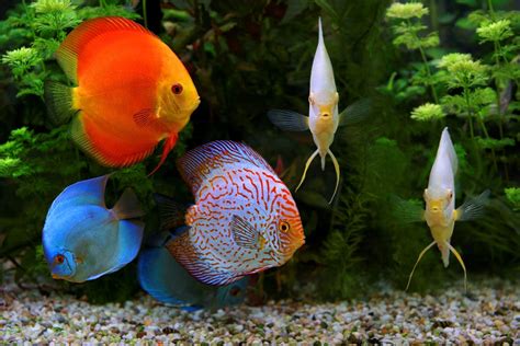 Top 7 Warm Water Fish That Aren’t Afraid of a Little Heat – Aquarium Co-Op