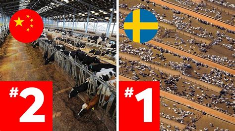 LARGEST Cattle Farms Around The World RANKED! - YouTube