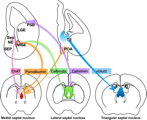 Neuronal diversity and reciprocal connectivity between the vertebrate ...