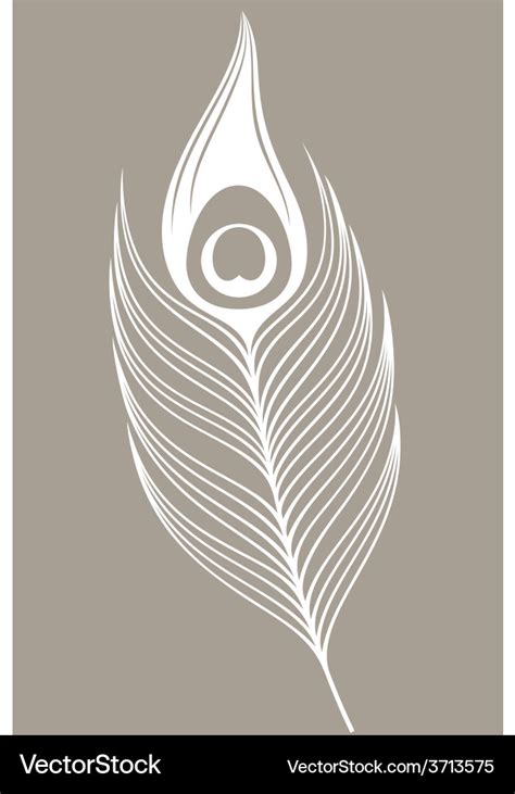 White peacock feather Royalty Free Vector Image