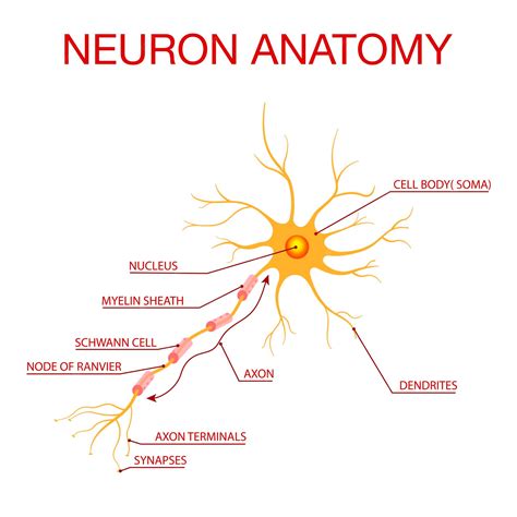 Premium Vector | Diagram of Neuron AnatomyIllustration of the structure ...