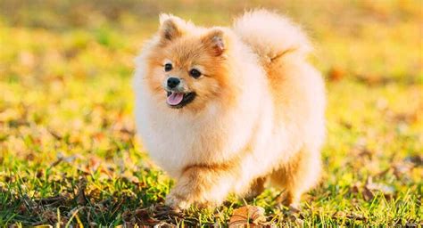 Small Dog Breeds - 15 Of The Most Popular Small Dogs