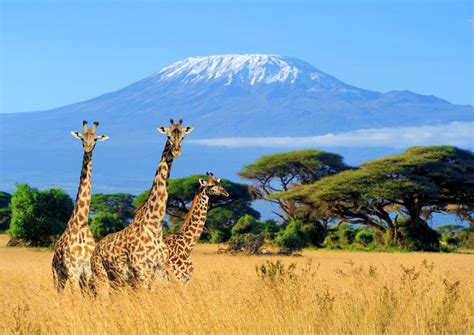 Mountain Kilimanjaro National Park | Mount Kilimanjaro | Tanzania