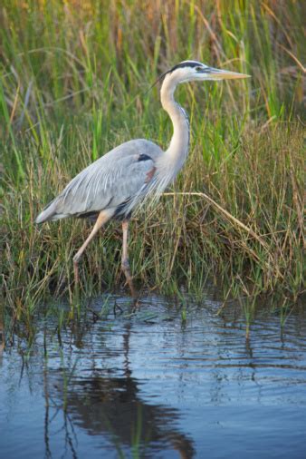 Wetland Animals And Plants For Kids