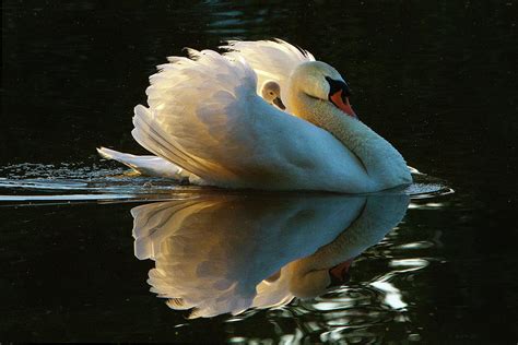 Swan Mom And Baby Photograph by Janet Chung