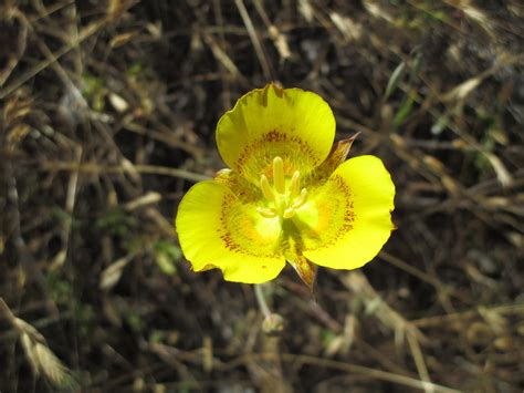 Calochortus luteus - Linda Vista Native Plants