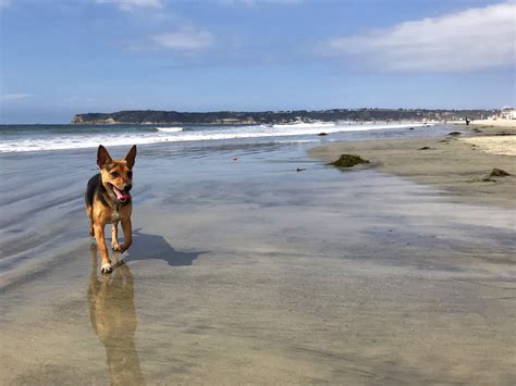 Are Dogs Allowed At Coronado Beach