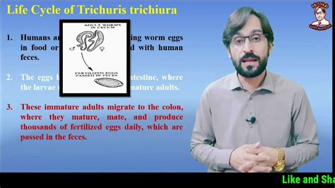 Trichuris trichiura | Life Cycle | Symptoms | Diagnosis | Treatment ...