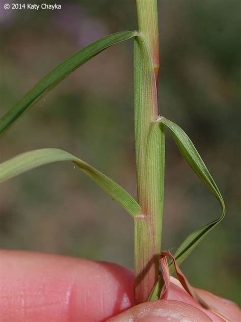 Cenchrus longispinus (Sandbur): Minnesota Wildflowers