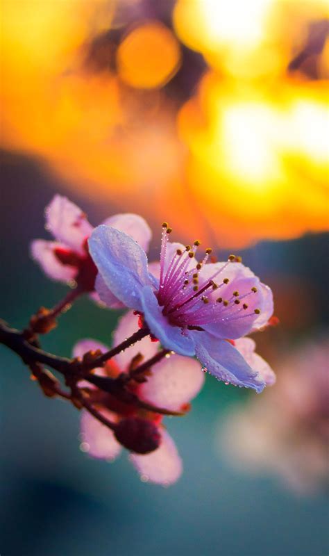 35 Beautiful Photos of Cherry Blossoms Around the World - 500px