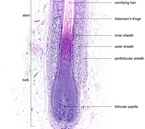 Dermal Papilla Histology