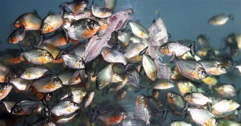 This Is What It Really Looks Like To Feed Piranhas, In Case You Forgot ...