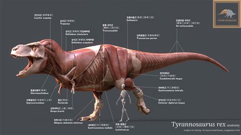 Vitamin Imagination - Tyrannosaurus Rex Anatomy