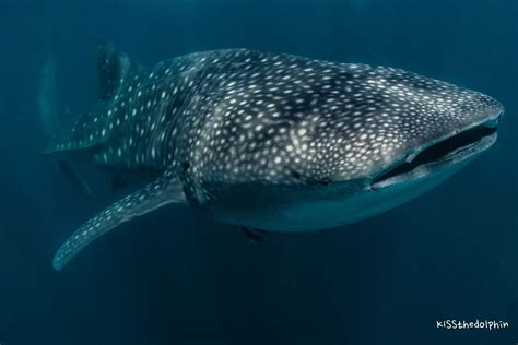 Western Australia | Whale Shark Swim Tour [snorkeling] | Book online ...