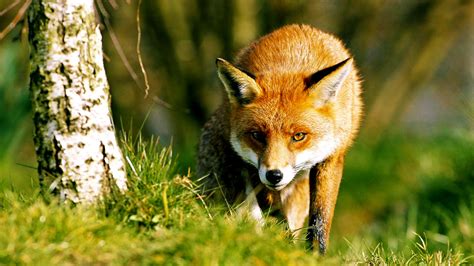 What Do Foxes Eat? And More Fox Facts - Woodland Trust