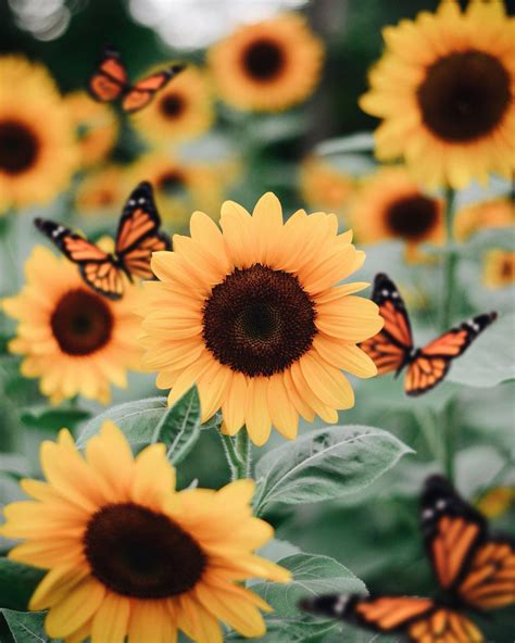 Sunflowers 🌻 on Twitter | Sunflower wallpaper, Sunflower pictures ...