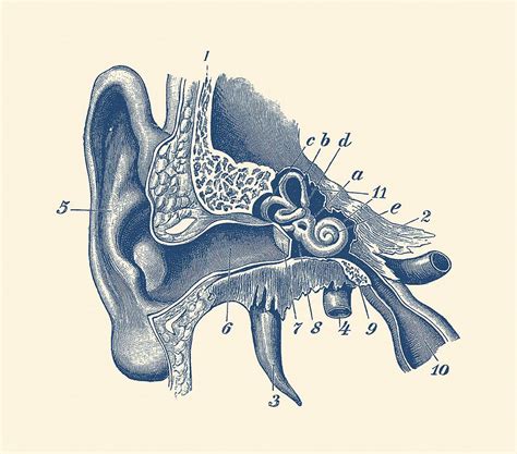 15+ Penting Ear Anatomy Sketch