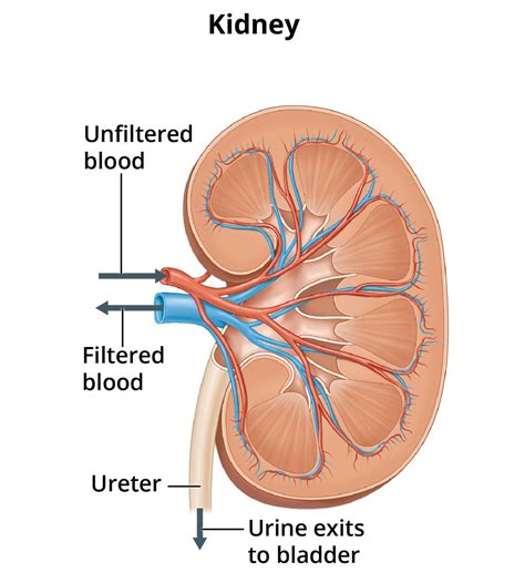 Your Kidneys & How They Work - NIDDK