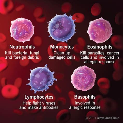 White Blood Cells: Types, Function & Normal Ranges