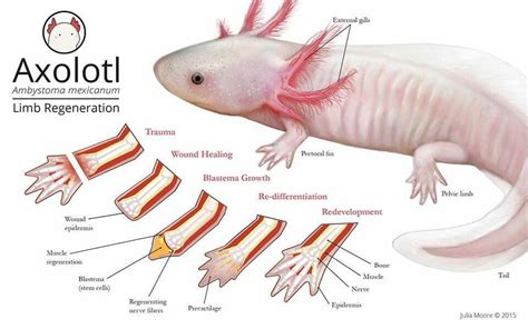 Axolotl Limb Regeneration | Axolotl pet, Axolotl, Axolotl cute