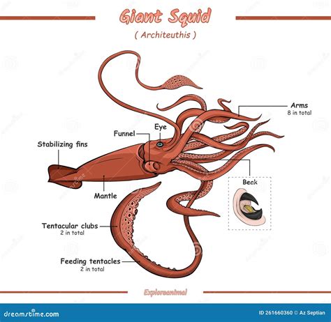 Anatomy of a Giant Squid Vector Illustration Stock Illustration ...