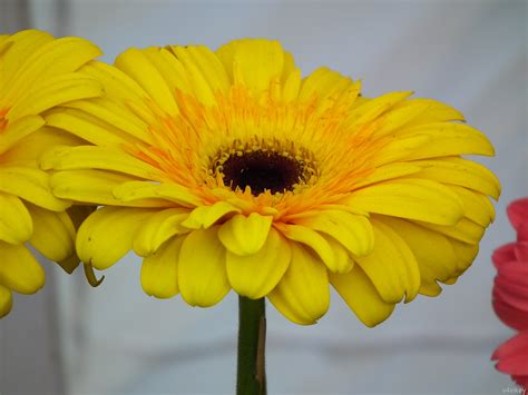 Yellow Daisy Wallpaper - WallpaperSafari