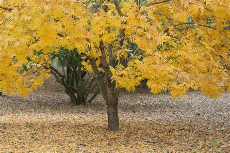 Thornless Honey Locust Tree, Gleditsia Triacanthos 'inermis', Fast ...