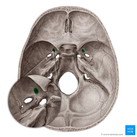 Foramen rotundum | Kenhub