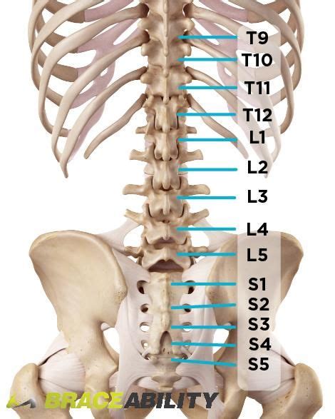 60 Human spine ideas in 2021 | human spine, anatomy and physiology, anatomy