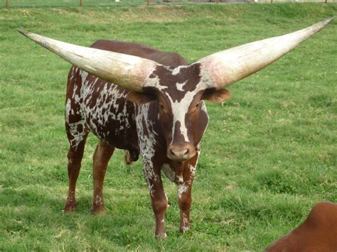 The Ankole-Watsui cow has the biggest horns you'll ever see