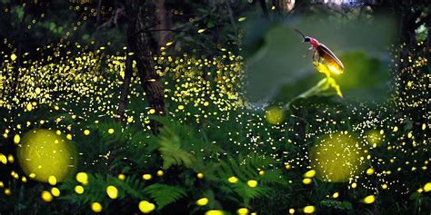 The vanishing fireflies: Understanding Its endangered status