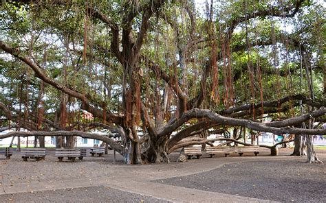 Lahaina Banyan Tree Age