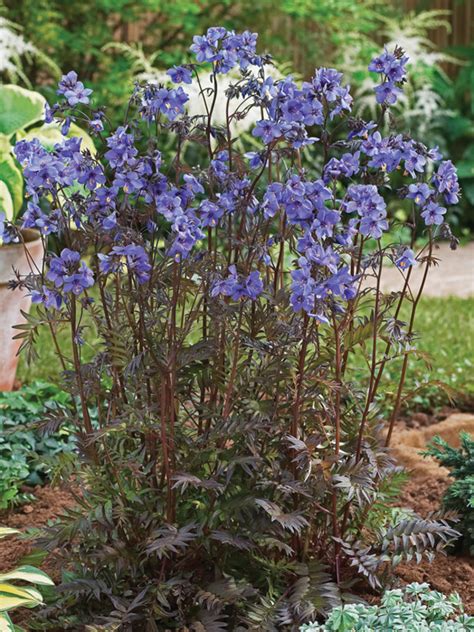 Polemonium Jacobs Ladder