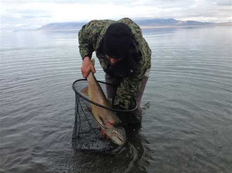 Northern Sierra Fly Fishing: Pyramid Lake fishing report 2-13-14