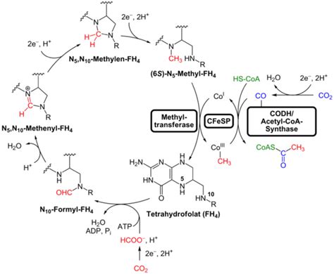 5.12G: The Acetyl-CoA Pathway - Biology LibreTexts