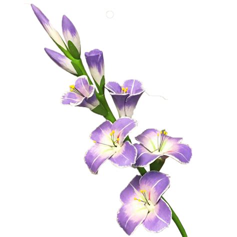 Gladiolus Transparent Picture Transparent HQ PNG Download | FreePNGImg